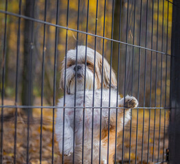 shih tzu dog stands near a fence in the forest
