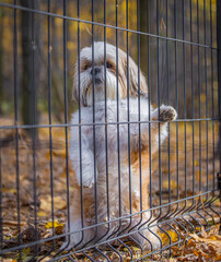 shih tzu dog stands near a fence in the forest