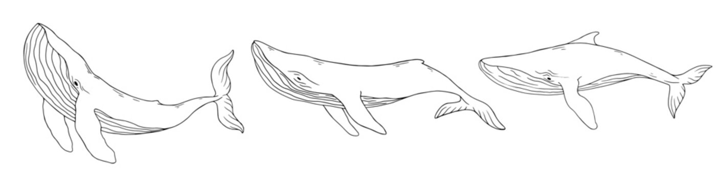 Set of linear sketches of blue whale aquatic mammals. Vector graphics.