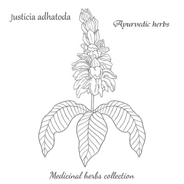 vector graphic illustration with Justicia adhatoda plant