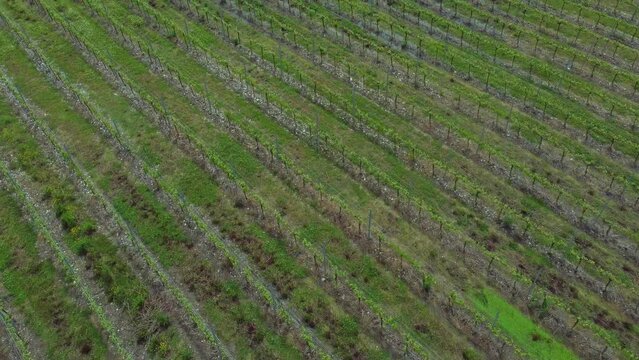 4k Aerial view of grape fields at farm outdoors irrl. Top pic of young green plants growing on fertile plantations in countryside in summer day. Beautiful drone view of agricultural crops and