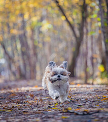 shih tzu dog runs through autumn leaves in the park