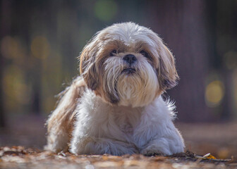 shih tzu dog lies on autumn leaves in the park