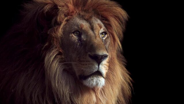 Portrait of a Beautiful lion, lion in dark. An adult lion resting in the sunlight. Lion at rest. 4K Slow motion video, ProRes 422 10 bit