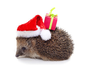 One brown hedgehog in a Christmas hat with a gift. © ANASTASIIA
