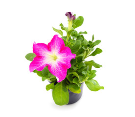 Purple petunia in the pot.