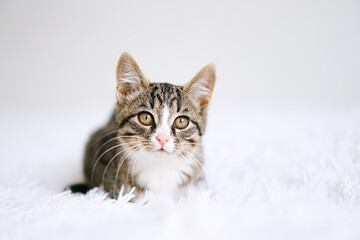Little kitten on a white blanket. Kitty two months