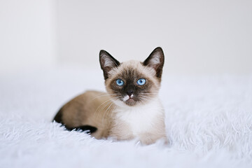 Small kitten with blue eyes on a white blanket. Kitty three months