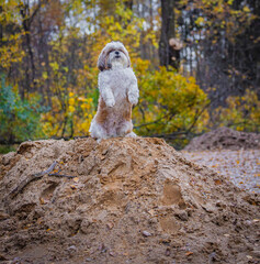 shih tzu dog stands on a hill of sand in the forest