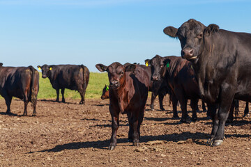 Fototapeta na wymiar Farmland with herd of angus cattle.