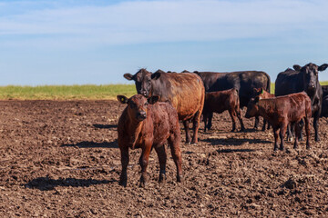 Fototapeta premium Black angus cows with calves graze in the meadow.