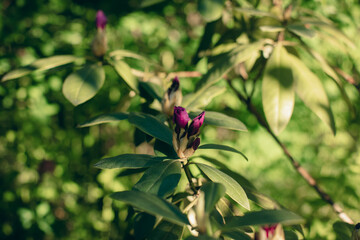 beautiful purple flowers and green leaves