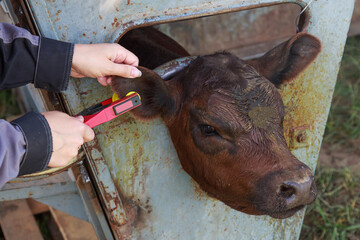 Close up view of calf labeling.