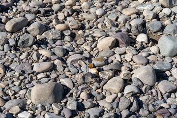 Monarch butterfly perches on a gray rock, useful for backgrounds