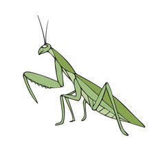 Vector hand drawn doodle sketch colored mantis isolated on white background