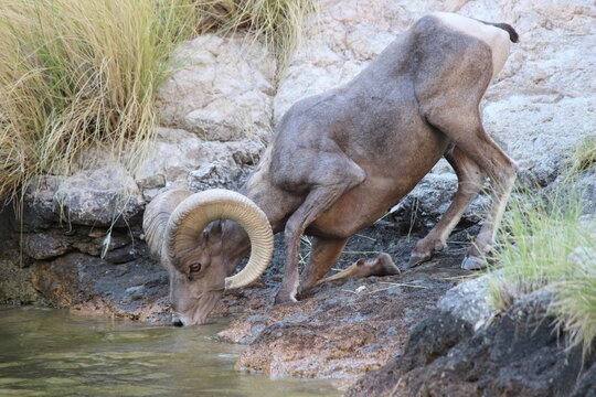 Great Rams of Canyon Lake