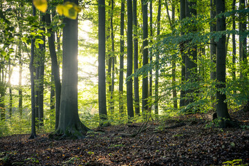Sonne und Wald. Die grüne Lunge unserer Erde