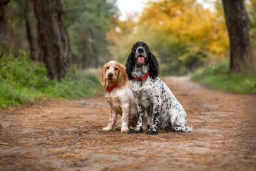 Two adorable spaniels are sitting in an autumn park. Adult dog and puppy. Hunting gun dogs on a...