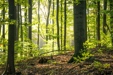 Leuchtend grüner heimischer Wald im Harz