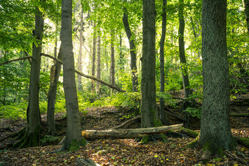 Sauerstofflieferant Wald