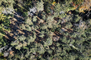 Baumkronen Luftaufnahme im Herbst Mischwald