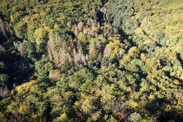 Waldlandschaft Drohne Luftaufnahme