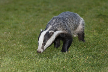 A Badger sniffing the grass.