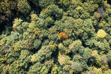 Baumlandschaft aus der Luft Perspektive