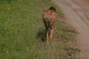 Golden jackal