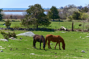Two horses graze in a rocky field near the ocean on an early spring day