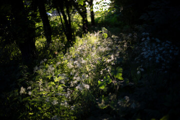Light in park in summer. Plants in forest. Dormouse light falls on shrubbery. - obrazy, fototapety, plakaty
