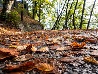 Alpine road in autumn with leaves on the ground