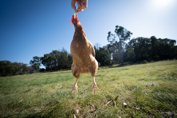 One healthy ISA Brown Chicken hen, free range, jumping for some food, a hand holding bread crumbs