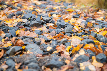 Autumn Leaves among rocks on road