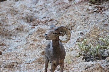 Great Rams of Canyon Lake