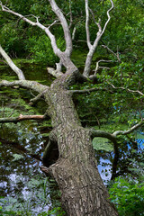 An tree that has fallen into a shallow pond in Centerport, NY.