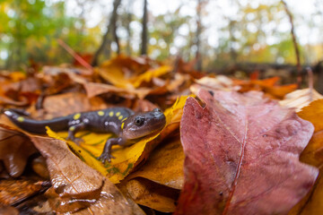 Spotted salamander among leaf litter. 
Blue Hills, Massachusetts 