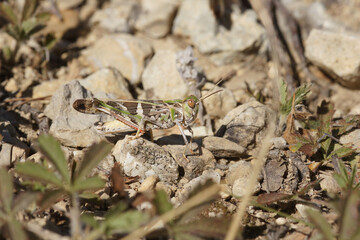 Closeup on the Mediterranean Handsome grasshopper, Oedaleus decorus