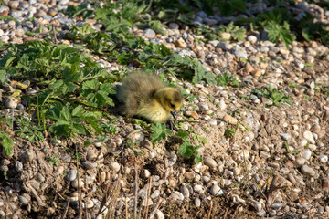 Canada goose goslings.
