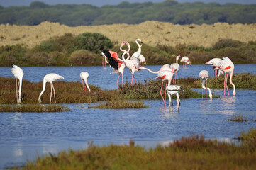 flamingos in the lake