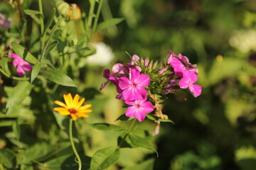 pink flowers in the garden