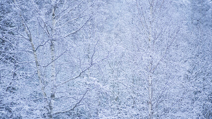 Thick Snow Covered white Trees Winter