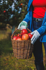 A female hand holds a basket with red ripe apples. Organic garden. Harvesting apples. Picking...