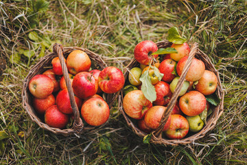 Close up of hands of worker holding baskets of apples picking fresh ripe apples in orchard during autumn harvest. Harvest time