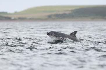 Wild Tursiops truncatus bottlenose dolphins swimming free and breaching in Scotland in the Moray firth wild hunting for salmon