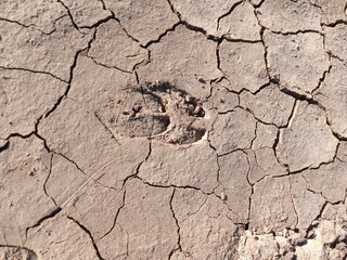 dry earth