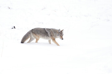 Coyote in the Greater Yellowstone Ecosystem. Taken in winter 2020.