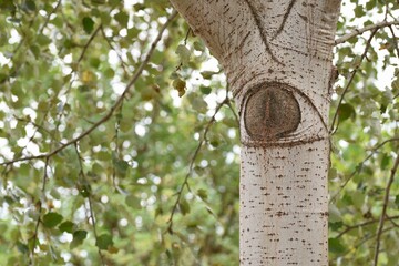 Ojo en el tronco de un árbol