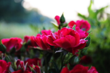 Roses in a garden