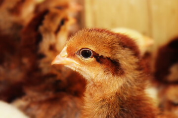 close up of a chicken
